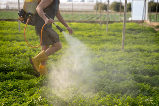 Best Pest Removal Services  in Morton, MS