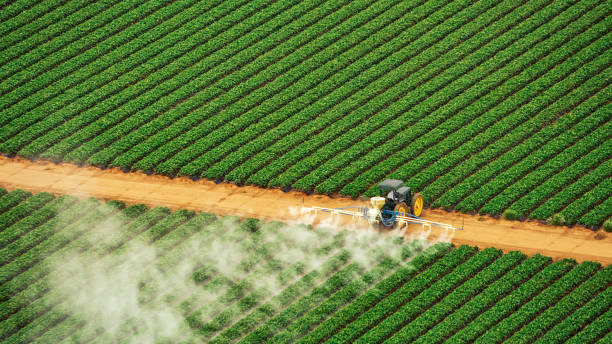 Best Insect Control  in Morton, MS