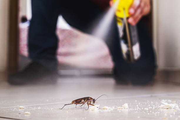 Best Mosquito Control Services  in Morton, MS