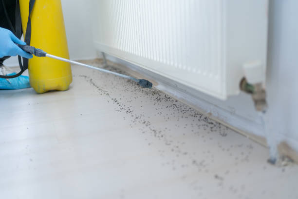 Best Termite Control Services  in Morton, MS
