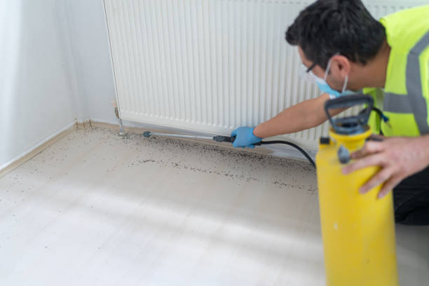 Best Local Pest Control Services  in Morton, MS